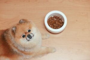 pet-foods-and-accessories