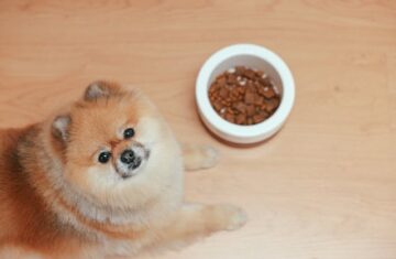 pet-foods-and-accessories